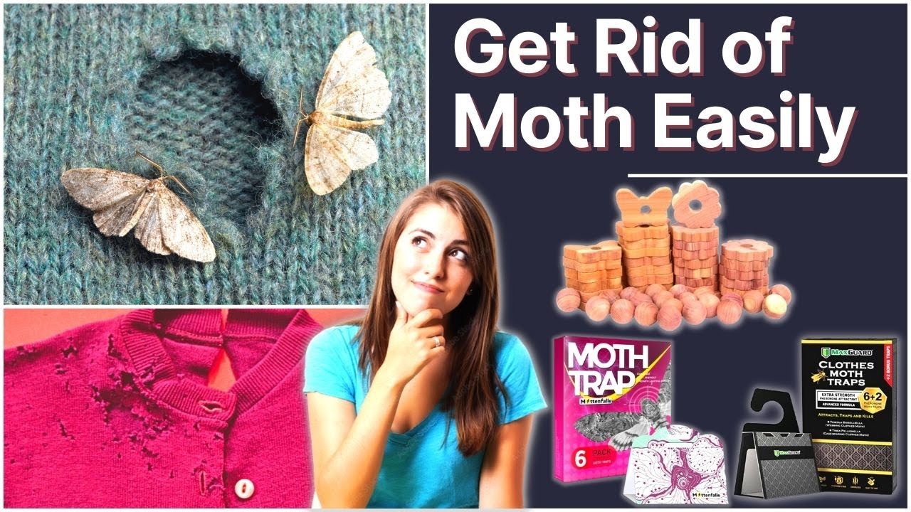 Best Moth Repellent For Clothes (Protect Your Expensive Clothes