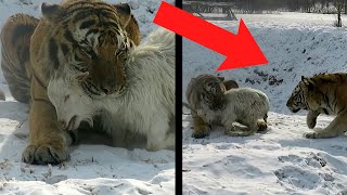Animals Saving Other Animals - YouTube
