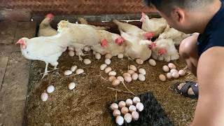 Amazing Egg Collection – Our Chickens Keep Laying! 🥚🔥