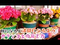 カランコエの育て方、夏ごろの剪定をできれば、秋になると驚きの満開になる！|花子