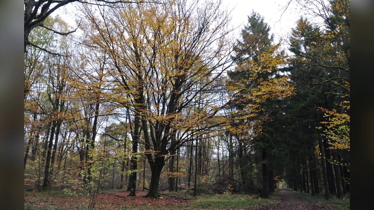 Oignies-en-Thierache