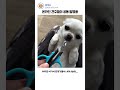 온라인 견주들의 공동 발명품