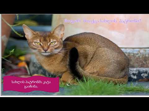 სასწავლო ელექტრონული რესურსი „ჩხავანა კატა“