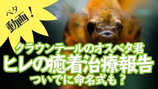 熱帯魚の治療 ベタの癒着したヒレを綿棒で治す アクアリウム Youtube