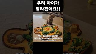 우리아이가 달라졌어요 #How to Handle a Dog That Doesn’t Eat Kibble Well빵이의세상 #강아지브이로그 #puppy #cute #말티푸