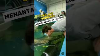 Menantang Belut Listrik Orang Orang Yang Mencoba Kekuatan Belut Listrik shorts animals