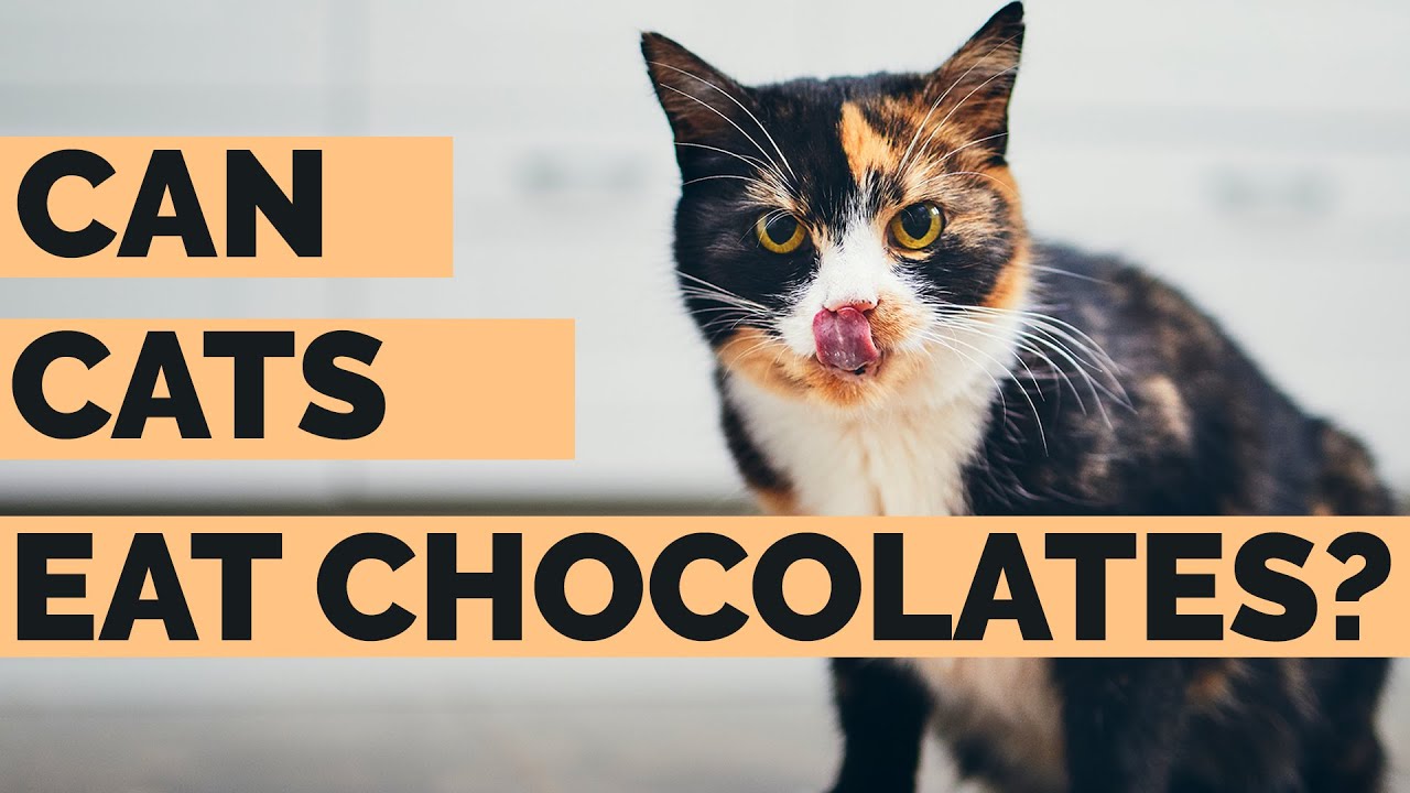 Will Chocolate Hurt Cats ? | Can Cats Eat Chocolate Answered !!. - YouTube
