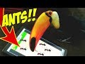 Toucan play at that game ipad games that is part 2