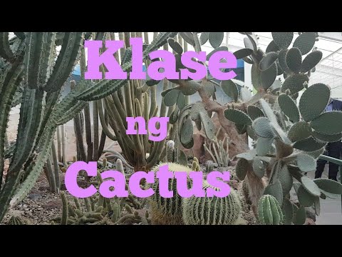 Video: Cactus blooms - anong uri ito?