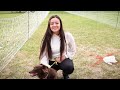 FAST CAT brings four-legged athletes to Montana ExpoPark