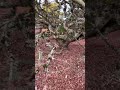 Mega Mikawa Yatsubusa
