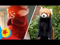 Turning red real life sidebyside  pixar