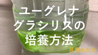 ［筑豊めだか］ユーグレナグラシリスの培養法　メダカの餌