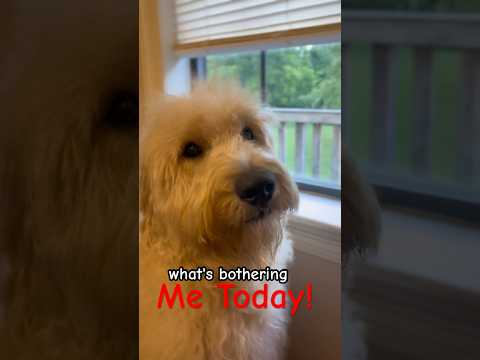 Here’s What’s Bothering Me Today!🤣 #dog #funnydogs #goldendoodle