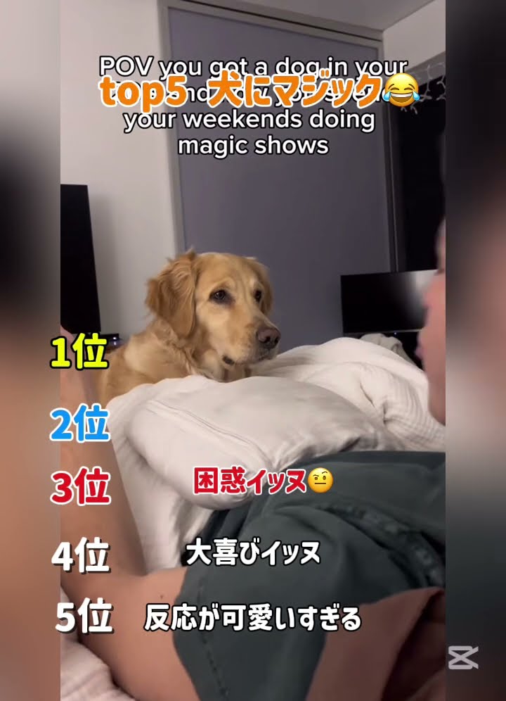 #ショート  #shorts #犬のいる暮らし #犬　#かわいい  #おもしろ 썸네일