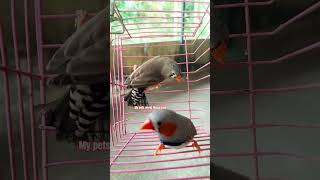 S292/Jumbo Finches Pair/16.06.26#viralshort #birds #talkingparot #parrot #viralvideos #pets #cute