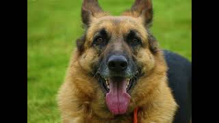 Remembering Lexi Gone But Never Forgotten