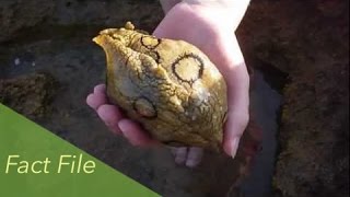 Sea Slugs Fact File - Ocean Life