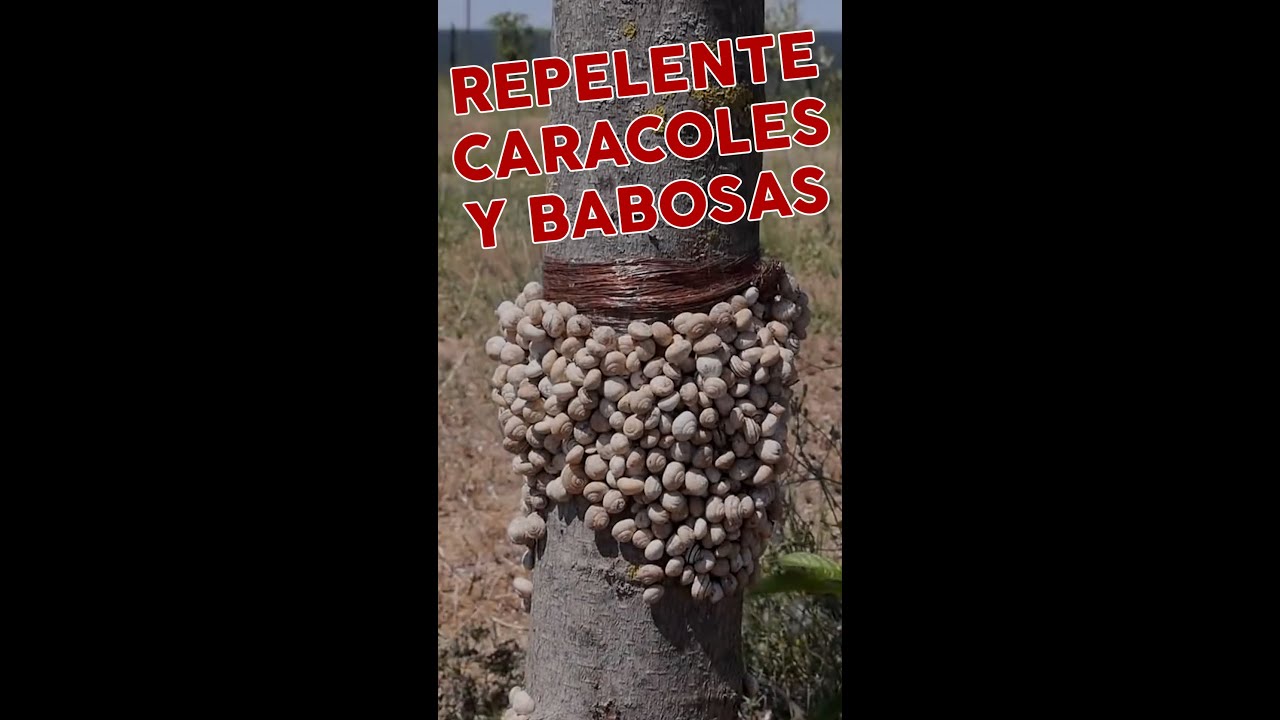 Repele Caracoles y Babosas con este increible truco. Y ma�ana el video completo.