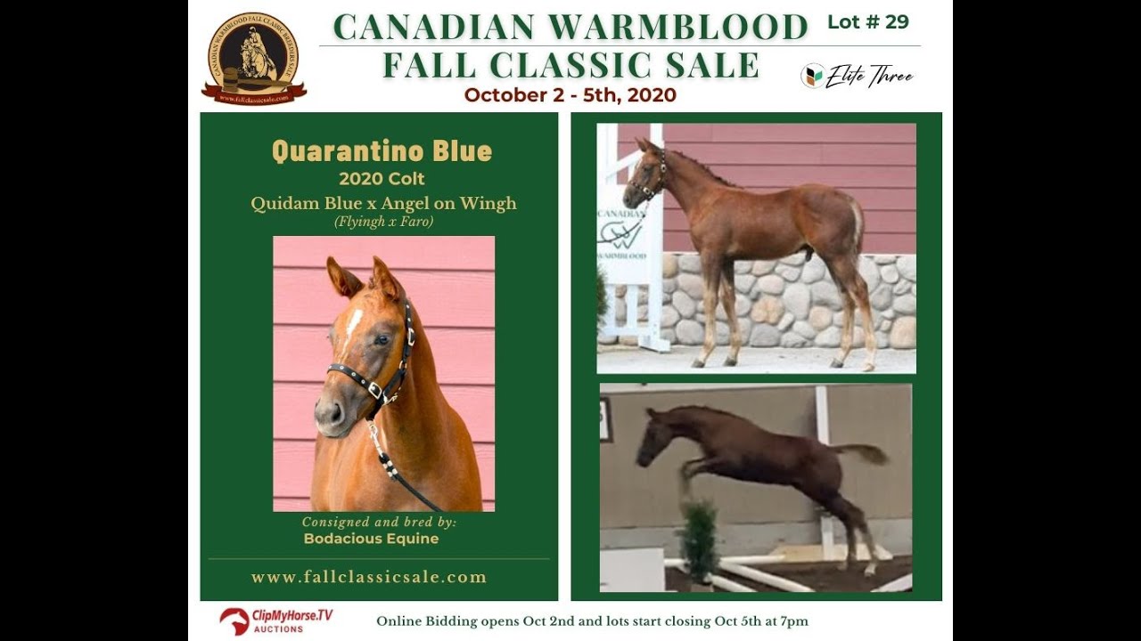 Lot 29 - Quarantino Blue - 2020 Fall Classic Sale Online Auction