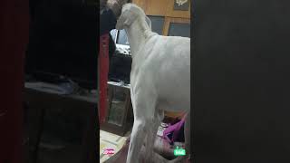 krito and Emma's atrocities #dog #hound #mudholhound #saluki #funnyanimals #shorts