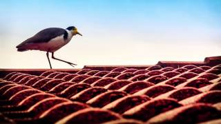Bird Sound Effect - Binaural @soundeffects5029