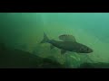 NEW GRAYLING FILM THIS FRIDAY!