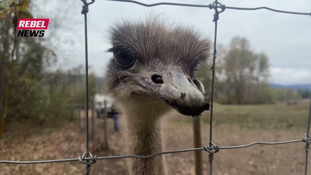October 2, 2025 - new ostrich song