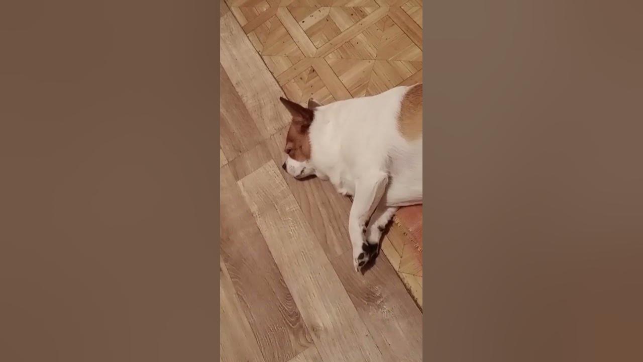 Овчарка белорусская ушастая ️🐶😘 - YouTube