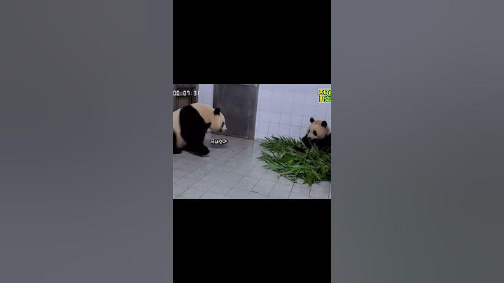 밤새 푸바오가 보고 싶었던 아이바오