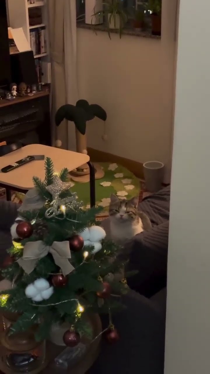 Bébé chaton très mignon ♥️ ♥️ ♥️