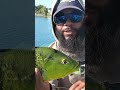 Peacock fishing #fishing #anglerlife #bassfishing #fish