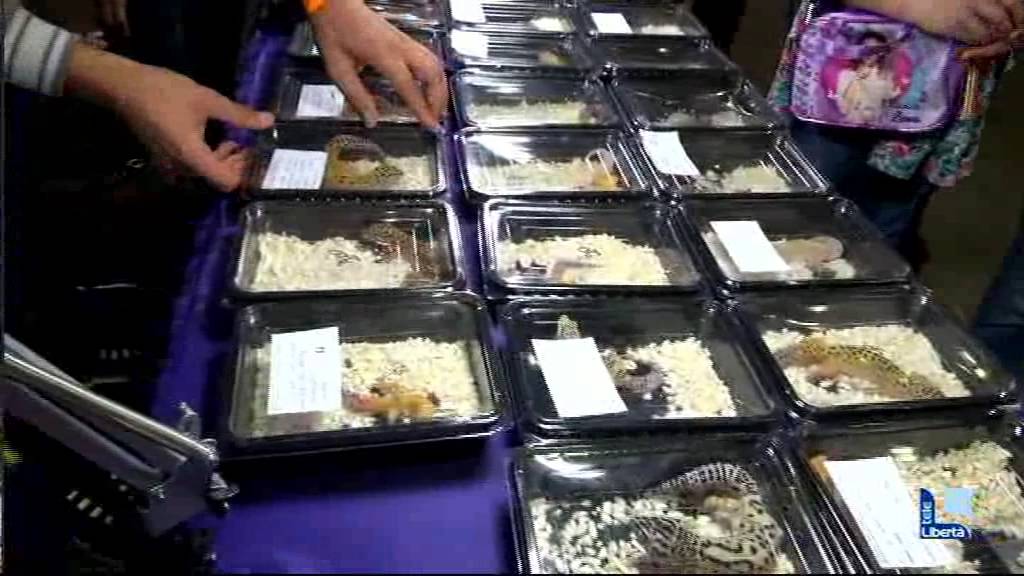 In Migliaia Al Petsfestival Animali Da Compagnia In Mostra Liberta Piacenza