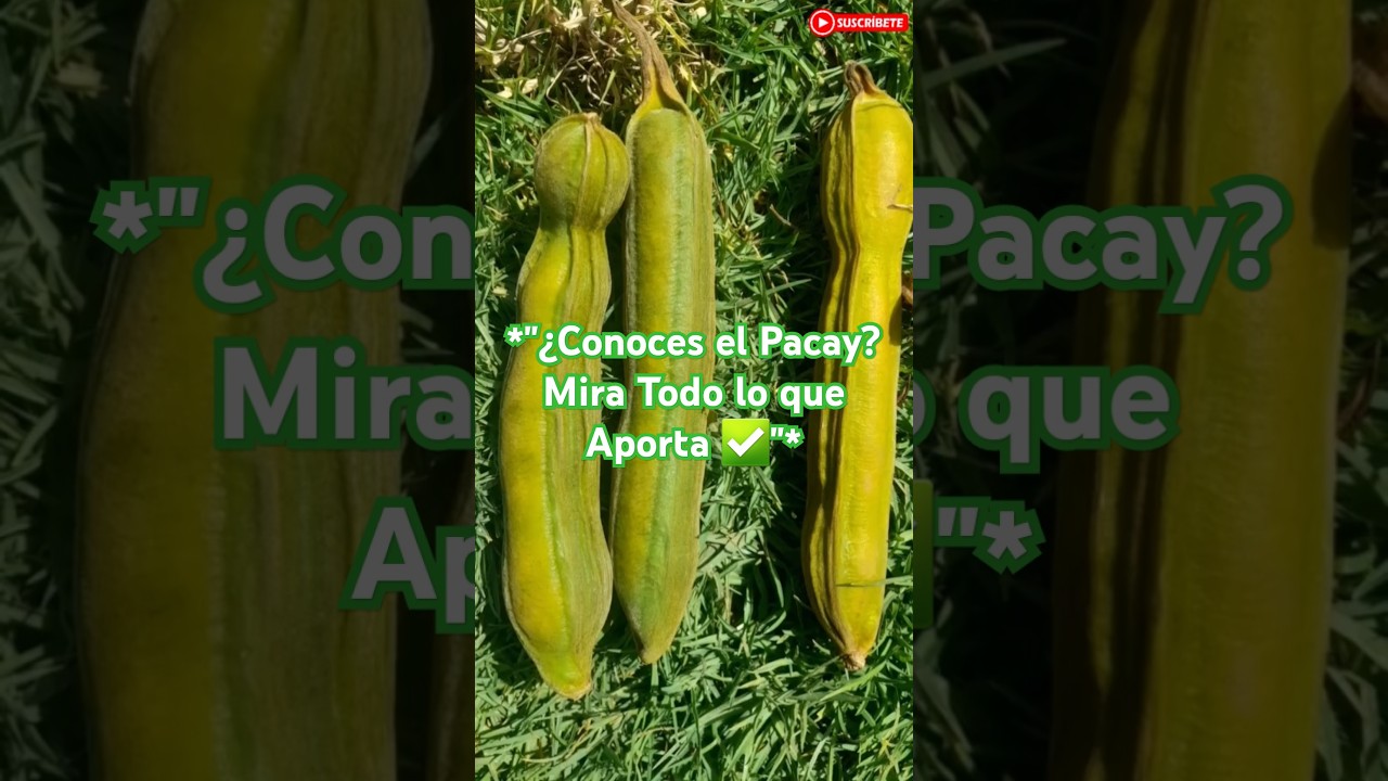 Pacay: 5 Razones para Comerlo Más Seguido 🍃😮!