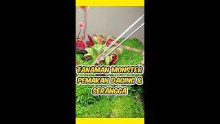 Tanaman Monster Pemakan Daging Dan Serangga
