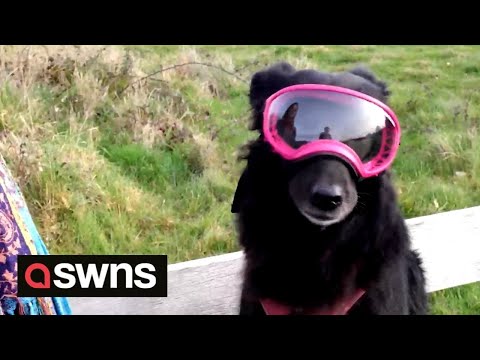 Meet the dog who rocks stylish shades on every walk ??️ | SWNS