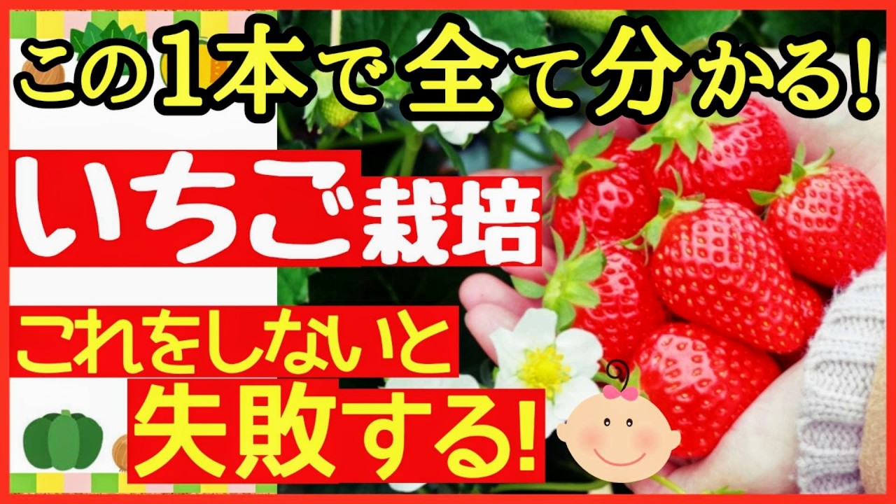 この動画でイチゴ栽培の全てが分かる♪初心者でも失敗しない大きくて甘～いイチゴを収穫する最強の育て方～春編・プランター栽培～