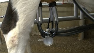 Milking UConn's Dairy Cows