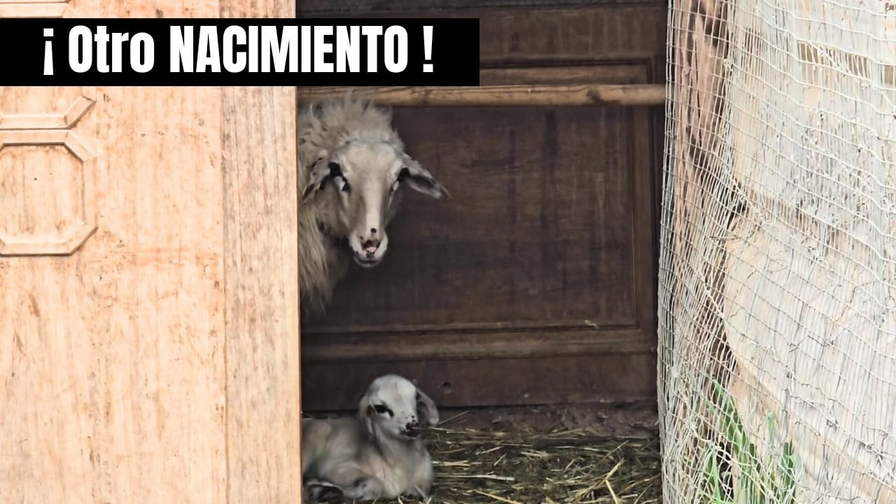 Nace otro corderito! Y la oveja Salvia pastorea con su cría por primera vez
