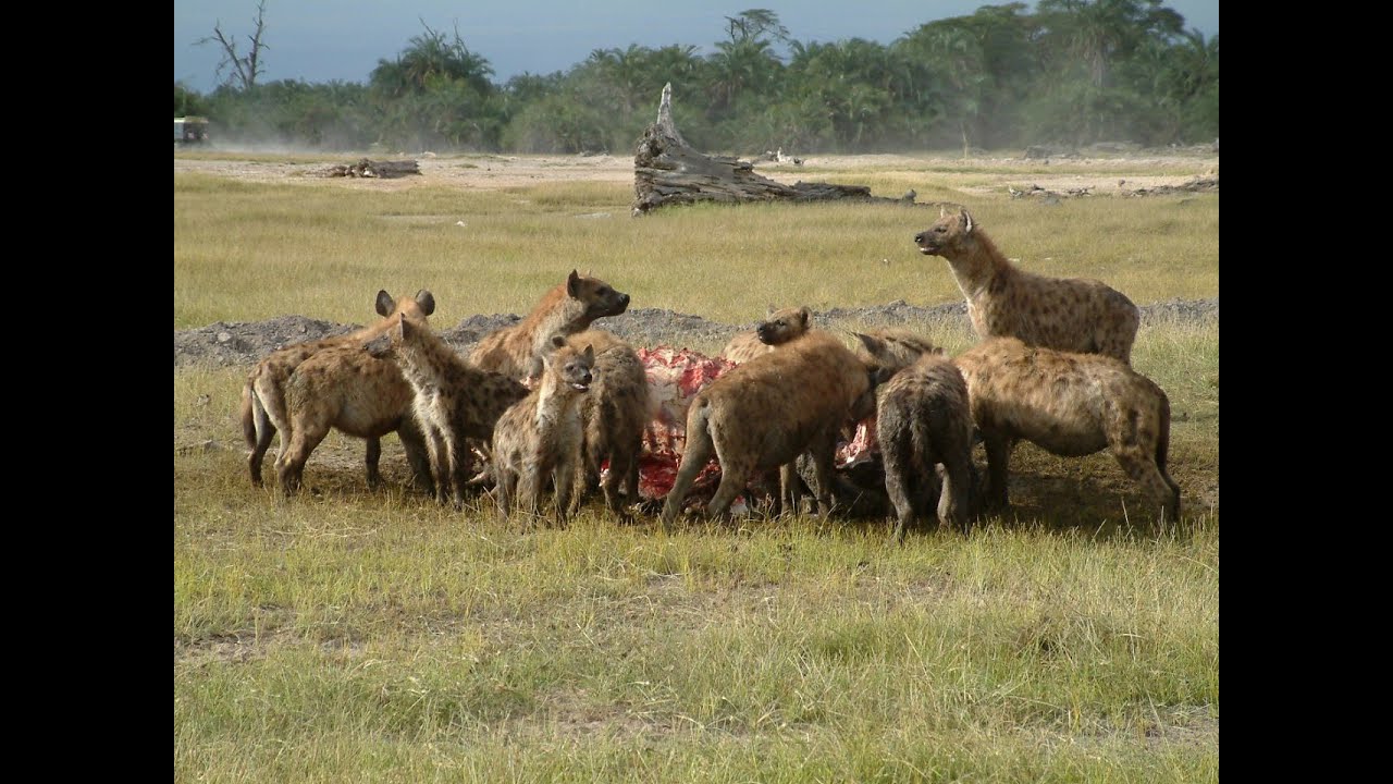 Hyena Attack - Hyena Attack Deer - Hyena Vs Deer Real Fight- Deer Alone ...