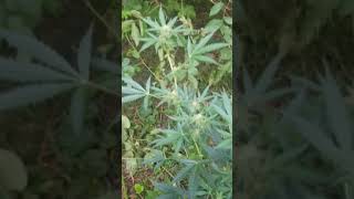 Week 8 update