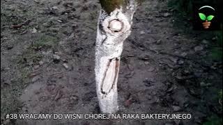 #38 Wracamy do wiśni chorej na raka bakteryjnego