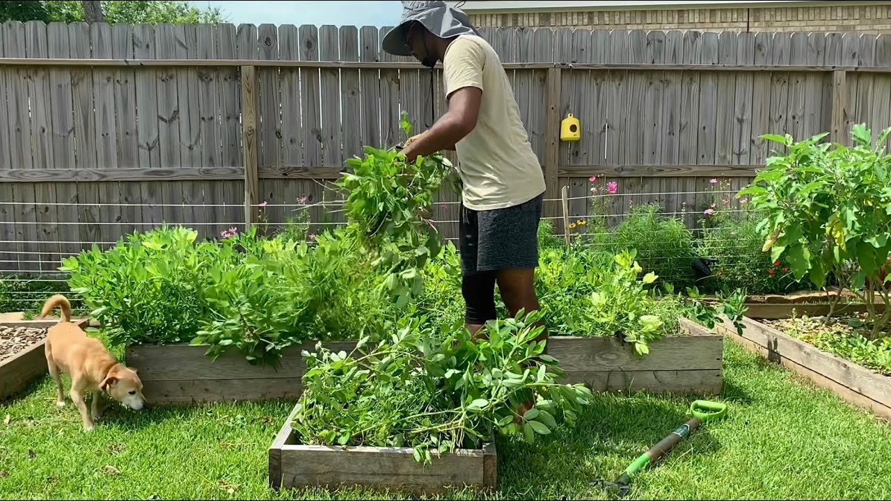 Growing peanuts in a raised garden bed 🥜 YouTube