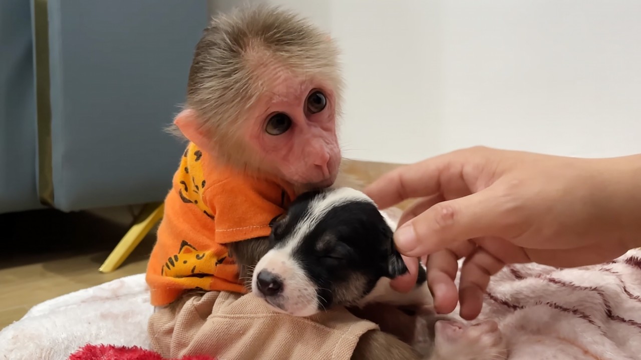 The Most Heart Melting Moments of Cubis & Puppy Lucky 🐵🐶💛