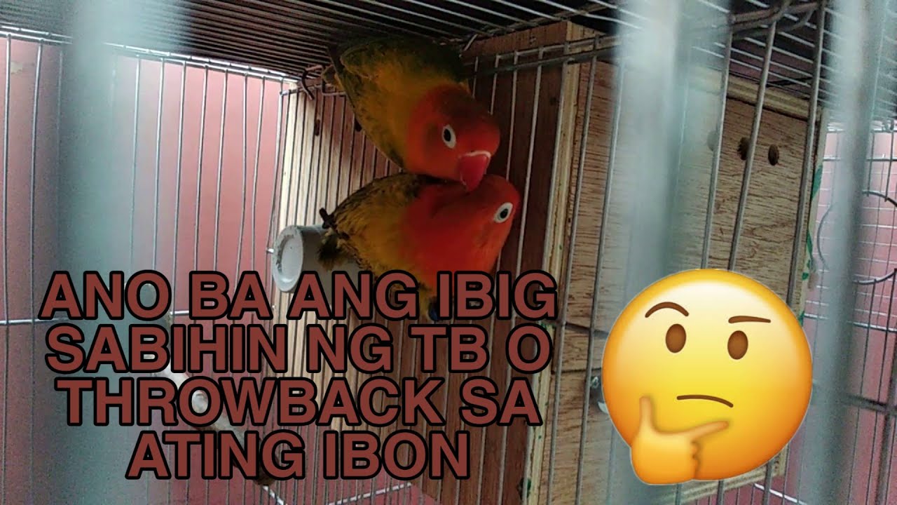 ANO BA ANG IBIG SABIHIN NG THROWBACK SA MGA PILING MUTATION NG IBON