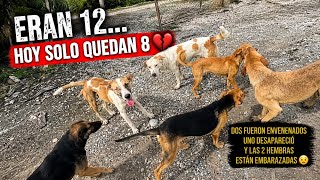 Volvi para alimentarlos y encontré una tragedia! Solo 8 y embarazadas😭 