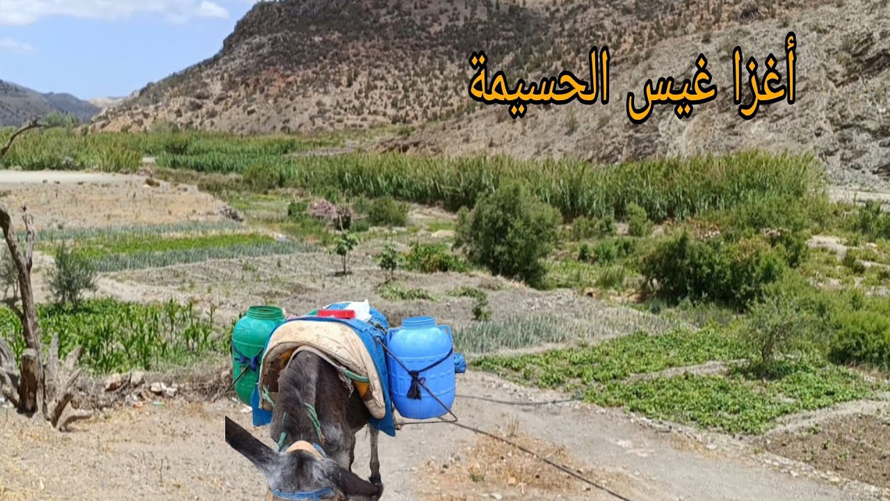 جوله في تغزوت ارغمان الفلاحه التقليديه #واد_غيس#الحسيمة  