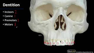 MSK Lab 1 Station 7 - Dentition
