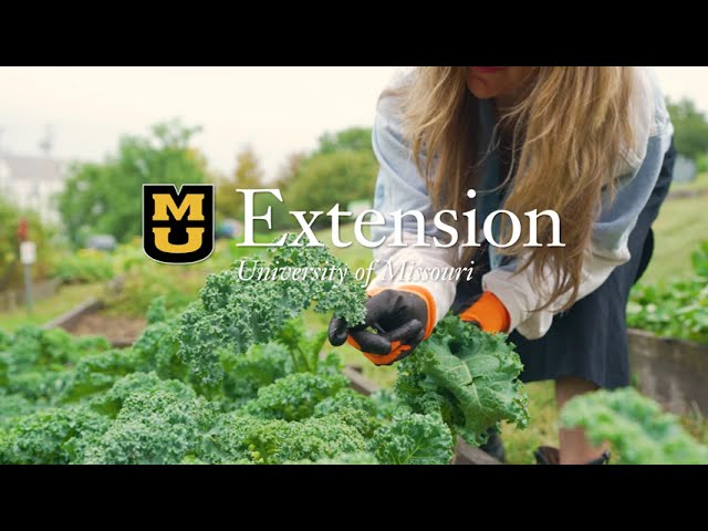 Watch MU Ag and Environment Extension- Urban Agriculture on YouTube.