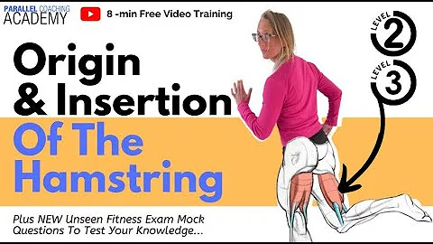Origin And Insertions Of The Hamstrings